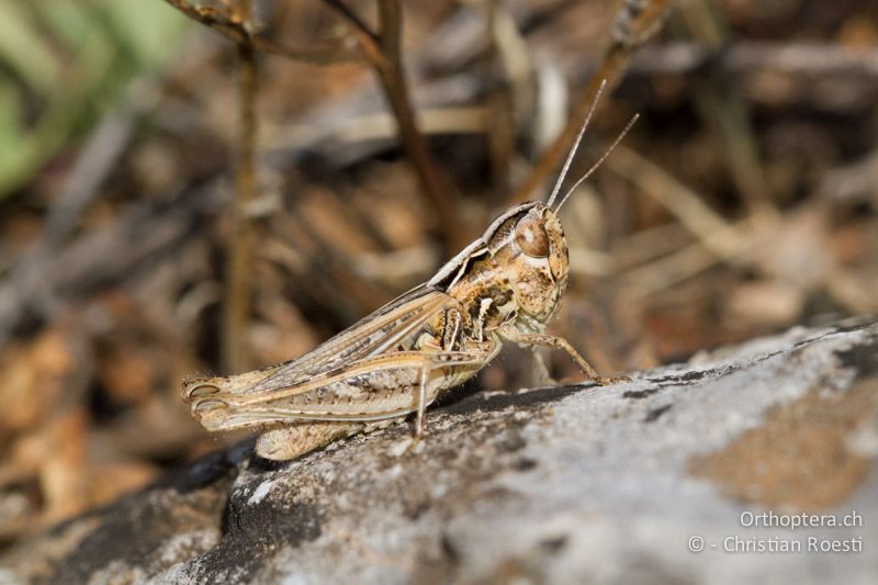 Omocestus petraeus ♀ - GR, Westmakedonien, Xino Nero, 10.07.2013