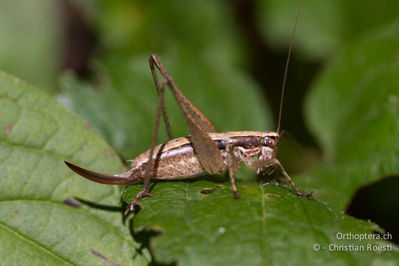 Yersinella raymondii ♀ - CH, TI, Mt. Caslano, 02.09.2013