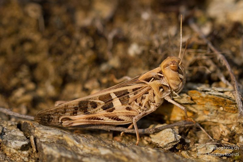 Kreuzschrecke Oedaleus decorus - Elassona, 17.07.2012