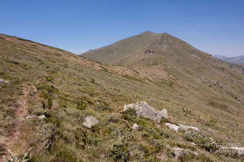 Die grossen Blätter des Gelben Enzians dienen gerne als Sitzwarten - GR, Westmakedonien, Mt. Varnous, 21.07.2012