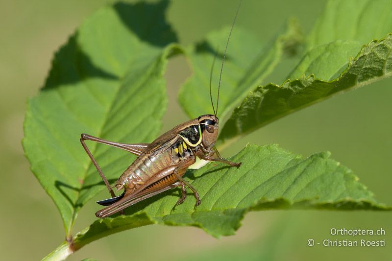 Roeseliana azami minor ♀ - CH, TI, Meride, 16.07.2008