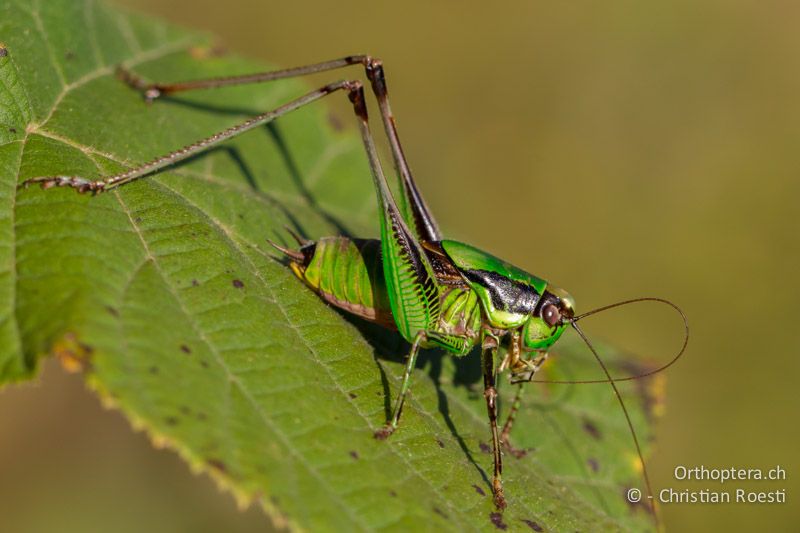 Eupholidoptera chabrieri ♂ - CH, TI, Mt. Caslano, 11.10.2011