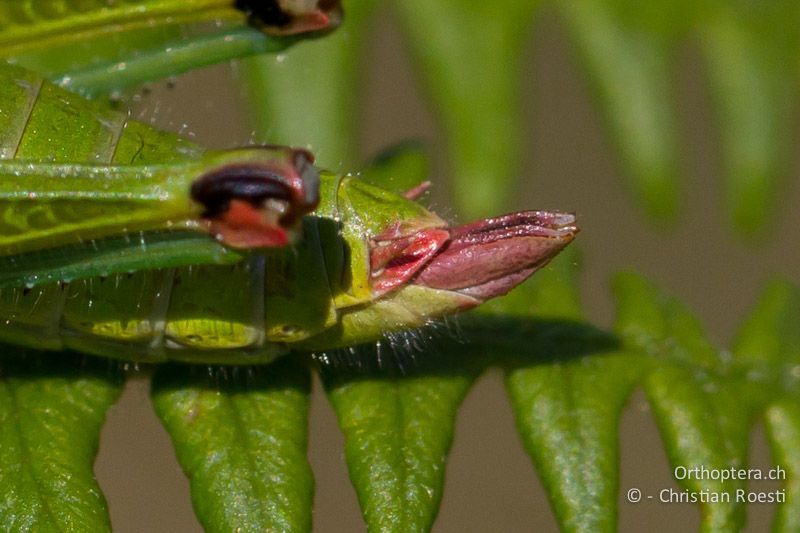 Hinterleibsende von Odontopodisma decipiens insubrica ♀. Die Legeröhrenklappen sind meist rötlich - CH, TI, Mt. Generoso, 17.08.2013