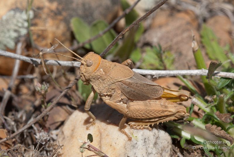 Prionotropis rhodanica, Männchen