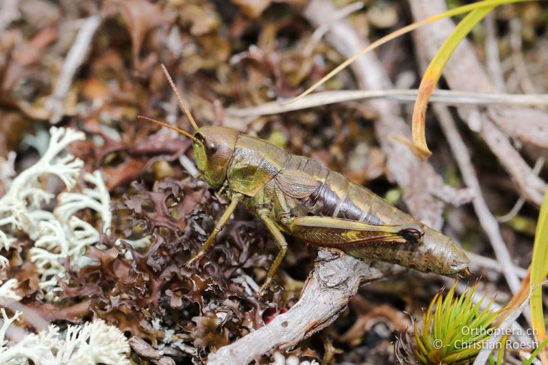 Podismopsis styriaca ♀ - AT, Kärnten, Reichenfels, 16.09.2016