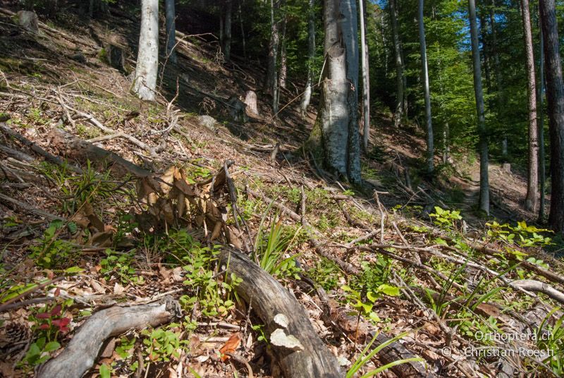 Waldlichtung mit viel Totholz und Falllaub - CH, BE, Gurten bei Bern, 19.09.2010