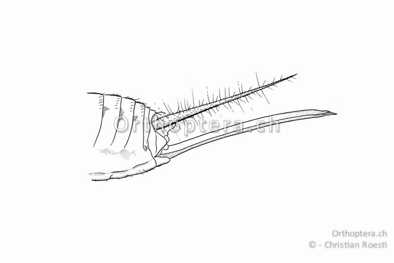 Hinterleibsende von Gryllomorpha dalmatina ♀. Die Legeröhre ist länger als die Cerci und leicht nach unten gebogen.