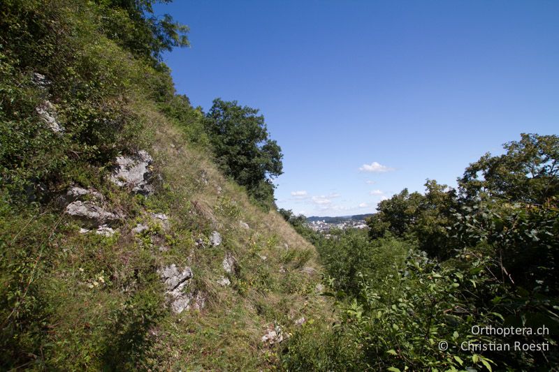 Felsensteppe mit Gebüschen - CH, BE, Biel, 09.09.2013