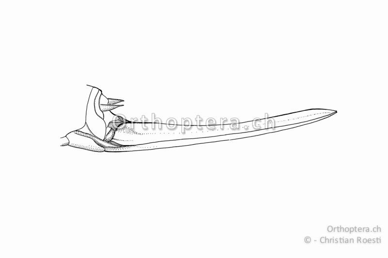 Hinterleibsende von Antaxius pedestris ♀. Die Legeröhre ist gerade bis leicht nach oben gebogen.