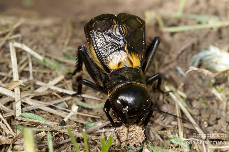 Singendes ♂ von Gryllus campestris - CH, AG, Untersiggenthal, 28.04.2012