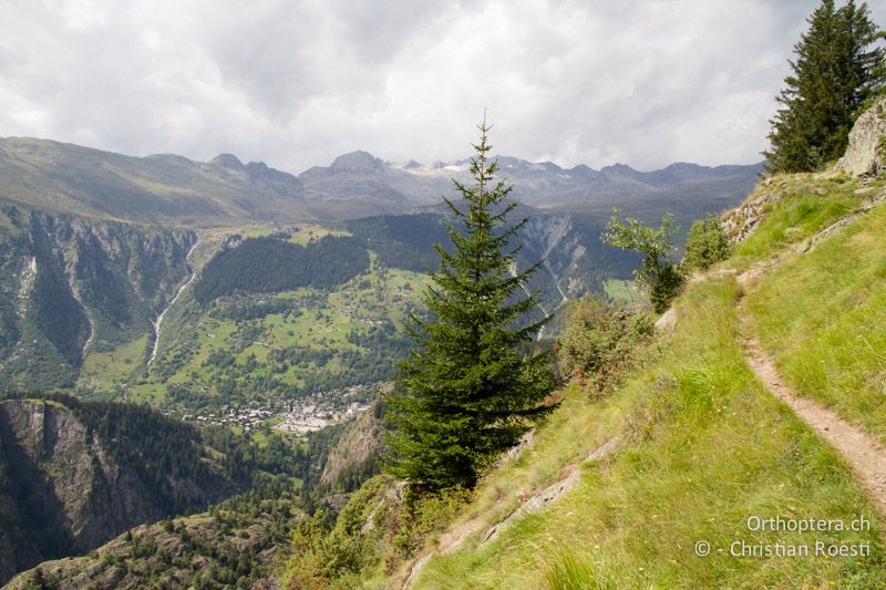 Steile Bergflanke am Riederhorn - CH, VS, Bitsch, 19.08.2011