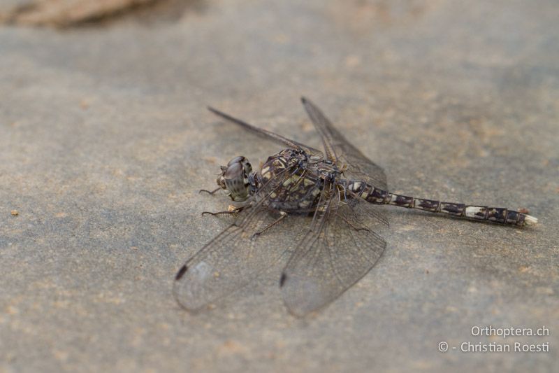 Bradinopyga cornuta, Don-Dwala ♂ - SA, Mpumalanga, Matibidi, Seitenbach vom Blyde River, 10.01.2015