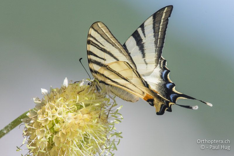 Segelfalter (Iphiclides podalirius) - GR, Westmakedonien, Prespasee 13.07.2017