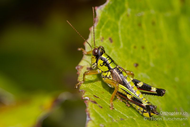 Miramella alpina ♂ - AT, Vorarlberg, Grosses Walsertal, 26.09.2012