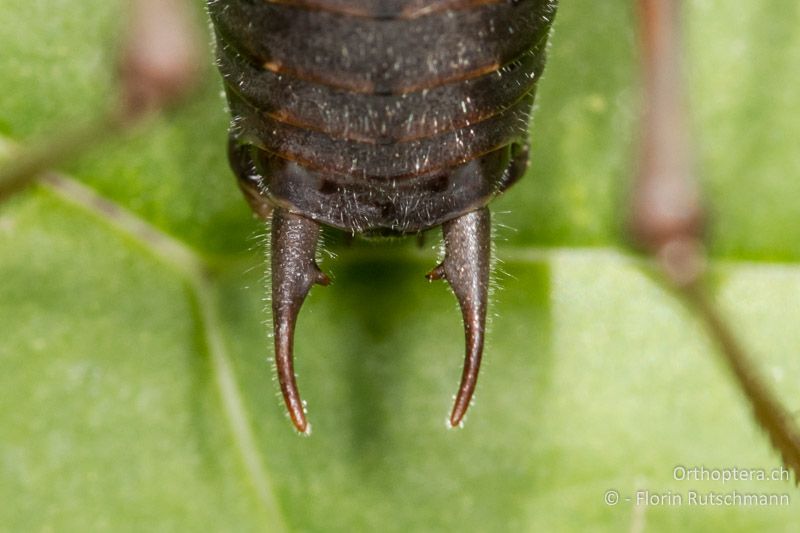 Cerci von Pholidoptera aptera ♂ - AT, Vorarlberg, Grosses Walsertal, 05.10.2012