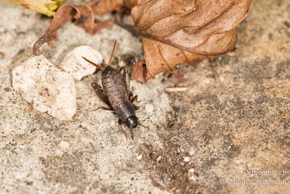 Mogoplistes brunneus ♀ - IT, Marken, Fabriano, 08.10.2014