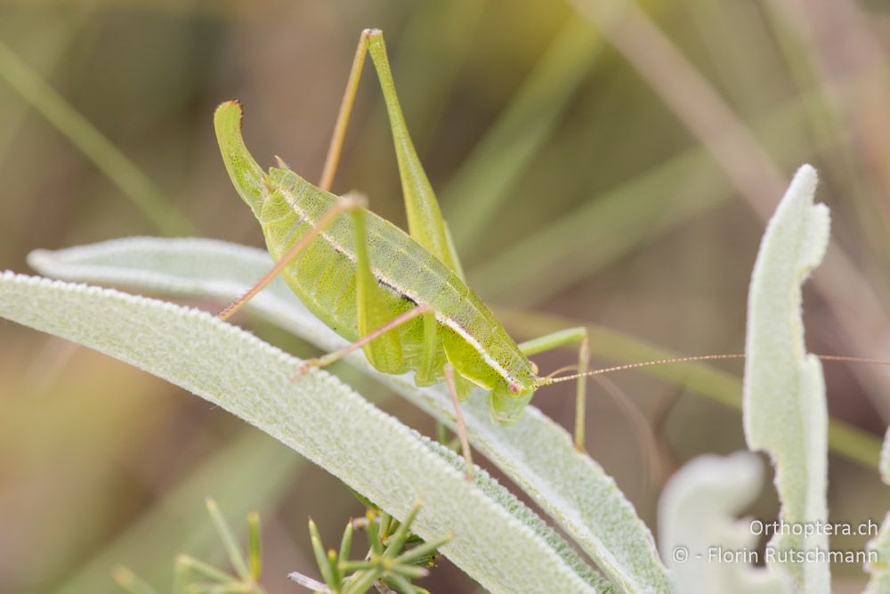 Kleine Buntschrecke (Poecilimon elegans) ♀ - HR, Istrien, Premantura, 20.06.2016