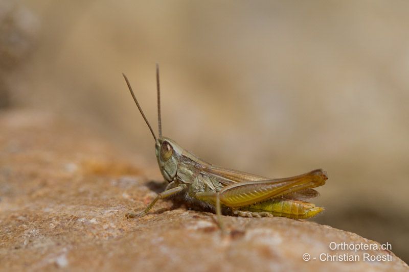 Euchorthippus elegantulus ♂ - FR, Bouches-du-Rhône, Saint-Martin-de-Crau, 12.06.2012