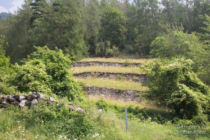 Terrassen mit Trockenmauern - CH, GR, Puschlav, 25.07.2019