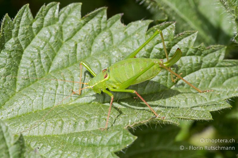 Leptophyes laticauda ♀ - CH, TI, Mt. Generoso, 15.09.2012