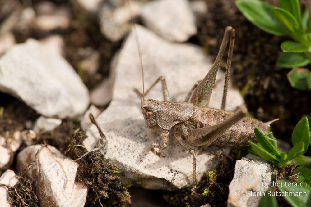 Rhacocleis neglecta ♂ - IT, Marken, Cacciano, 24.09.2014