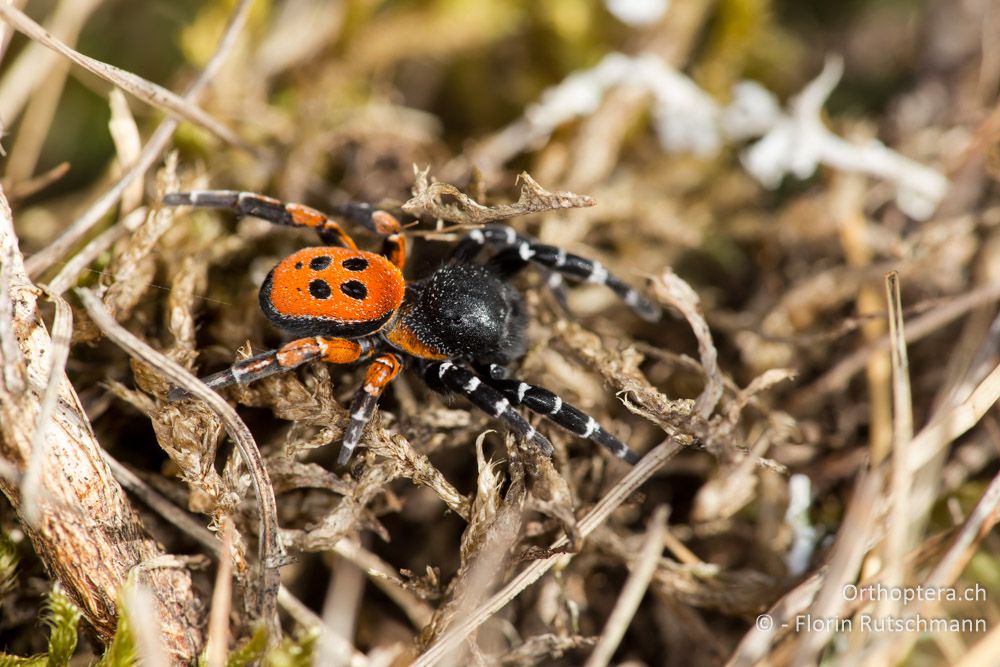 Röhrenspinne Eresus cinnabrinus - IT, Marken, Sibyllini-Gebirge, 29.09.2014
