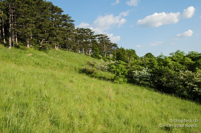 Föhrenwald mit viel Jungwuchs und angrenzender Wiese - AT, Niederösterreich, Mödling, 11.05.2008