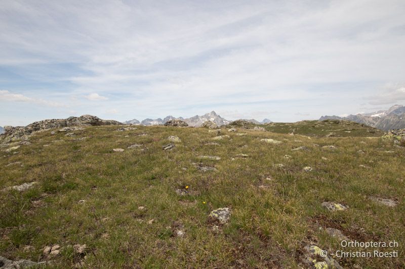 Alpiner Rasen mit Alpenazalee - CH, GR, Muottas Muragl, 22.07.2019