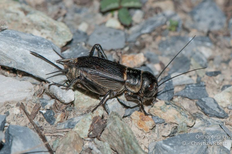 Gryllus campestris ♀ mit langen Hinterflügeln - CH, VS, Leuk, 09.06.2012