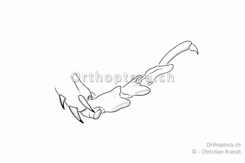 Hinterfuss von Polysarcus denticauda. Die ersten zwei Fussglieder sind bei den Sichelschrecken (Phaneropteridae) seitlich nicht gefurcht und die Sohlenlappen sind kurz.