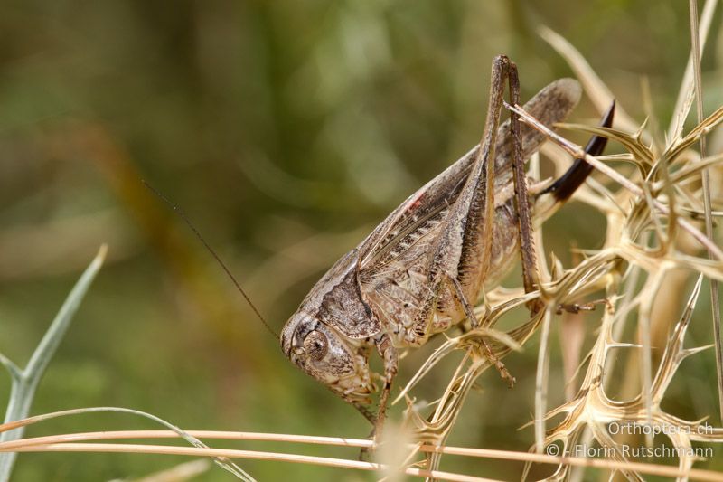 Platycleis grisea ♀ - GR, Epirus, Mt. Soulion, 09.07.2012