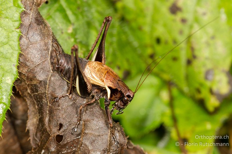 Pholidoptera aptera ♂ - AT, Vorarlberg, Grosses Walsertal, 05.10.2012