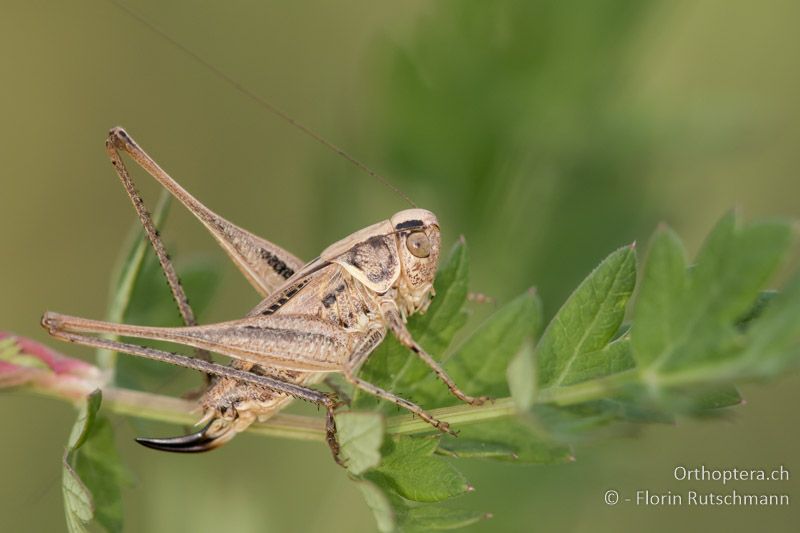 Tessellana veyseli ♀ - HU, Mitteltransdanubien, Sáska, 06.07.2016