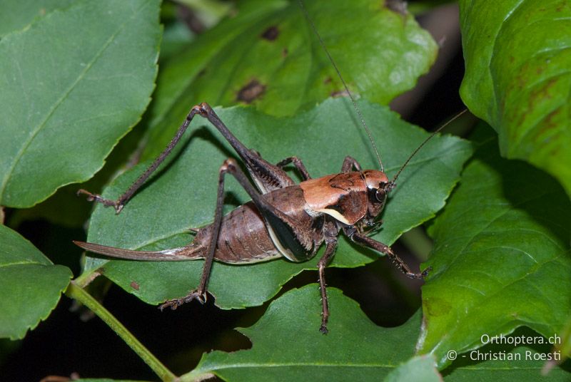 Pholidoptera aptera ♀ - IT, Venetien, Brendola, 14.07.2008