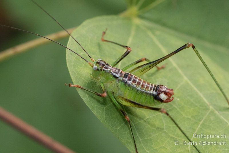 Andreiniimon nuptialis ♂, mit Detail vom auffälligen Geschlechtsapparat - GR, Zentralmakedonien, Makrigyalos, 15.07.2017