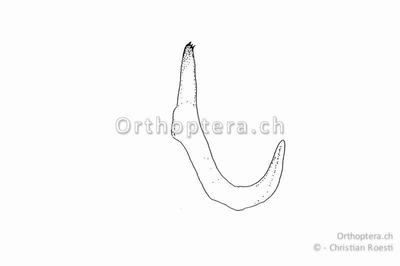 Rechter Titillator von Roeseliana roeselii ♂. Nur die Spitze ist mit 2-3 deutlichen Zähnchen versehen.