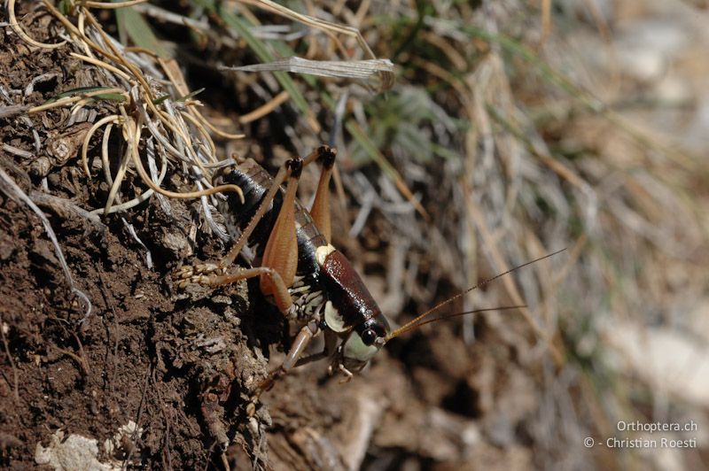 Anonconotus fuscus, Männchen