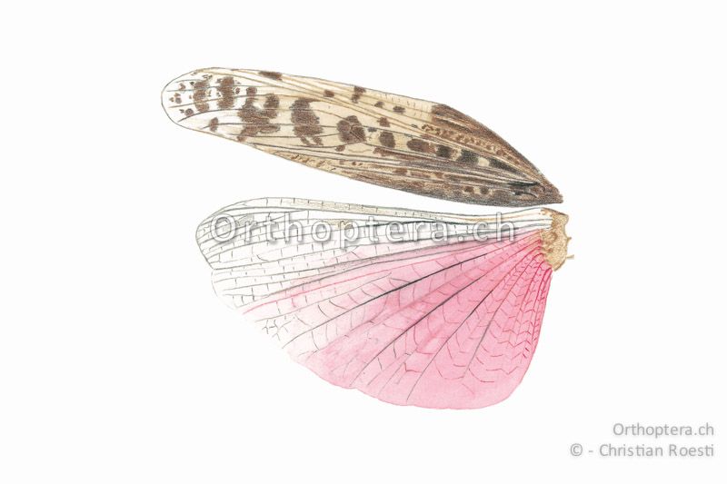 Linke Flügel von Calliptamus barbarus ♂. Die Farbe ist ein sattes, helles Weinrot im Gegensatz zum Orangerot von Calliptamus italicus.
