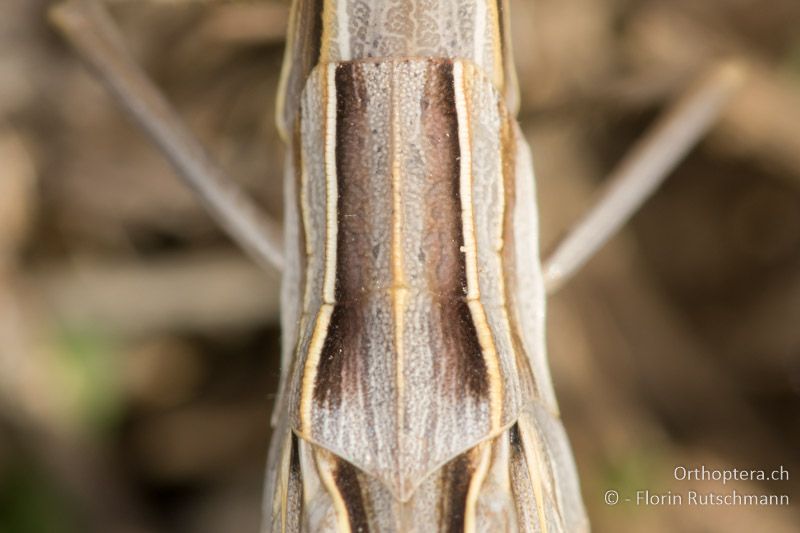 Halsschild von Acrida ungarica ♀ - FR, Provence-Alpes-Côte d'Azur, La Môle, 04.10.2015