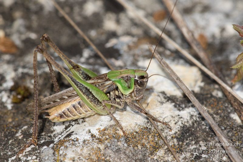 Montana montana ♂ - HU, Mitteltransdanubien, Tapolca, 06.07.2016