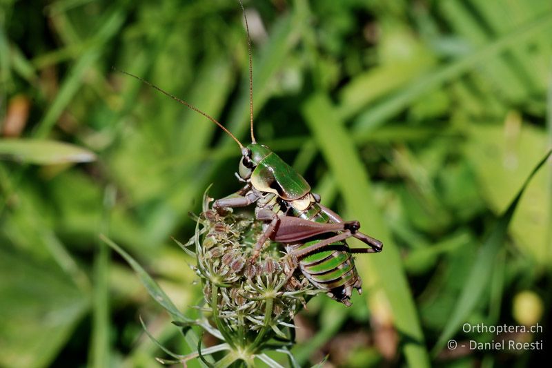 Anonconotus alpinus ♂ - CH, BE, Boltigen im Simmental, 15.08.2009