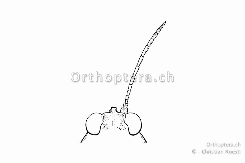 Kopf und rechter Fühler von Tetrix ceperoi ♀. Der Stirngipfel ragt nach vorne nicht winklig über die Augen hinaus und ist stumpf abgeschnitten. Nur die Stirnrippe tritt hervor. Diese Ansicht hilft zur Unterscheidung von Tetrix subulata.