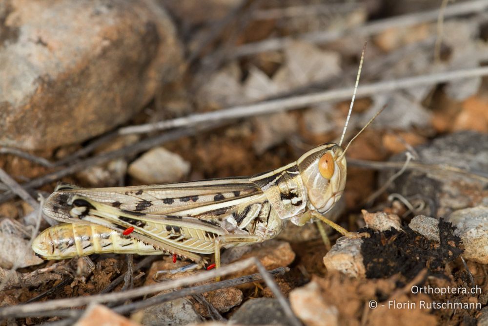 Weibchen von Ramburiella turcomana - Südöstlich von Florina, 12.07.2012