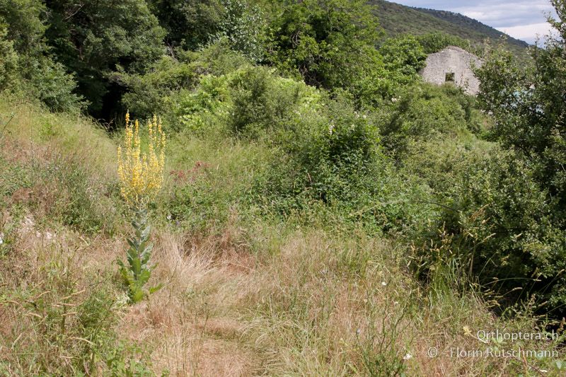 Gebüschreicher Waldrand - HR, Istrien, Brovinje, 16.06.2014