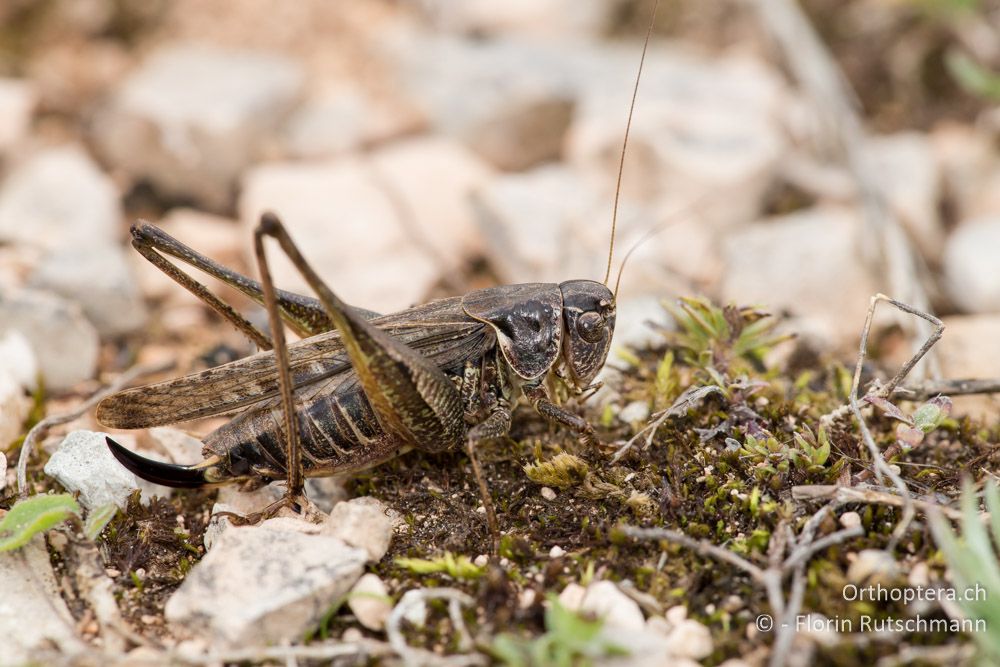 Platycleis romana ♀ - IT, Marken, Cacciano, 24.09.2014