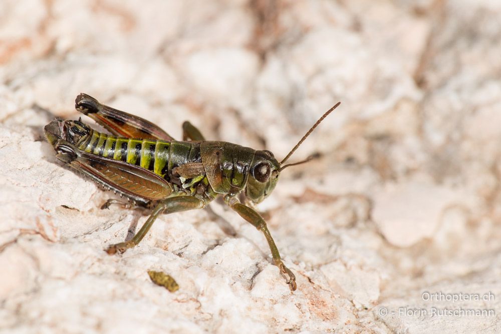 Podisma goidanichi ♂ - IT, Marken, Sibyllini-Gebirge, 29.09.2014