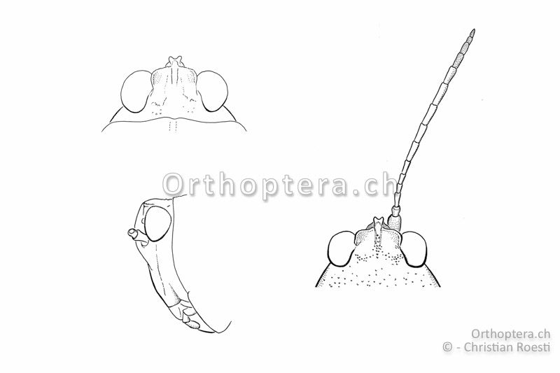 Kopf von Tetrix bolivari ♀. Seitenansicht (links unten) und Ansichten von oben. Der Augenabstand beträgt min. 1,3x die Augenbreite.