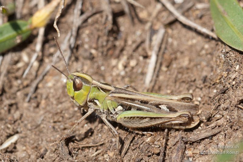 Omocestus petraeus, Weibchen