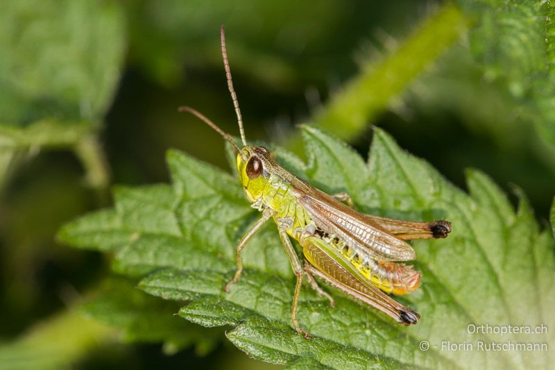 Pseudochorthippus parallelus ♂ - CH, TI, Mt. Generoso, 18.08.2013