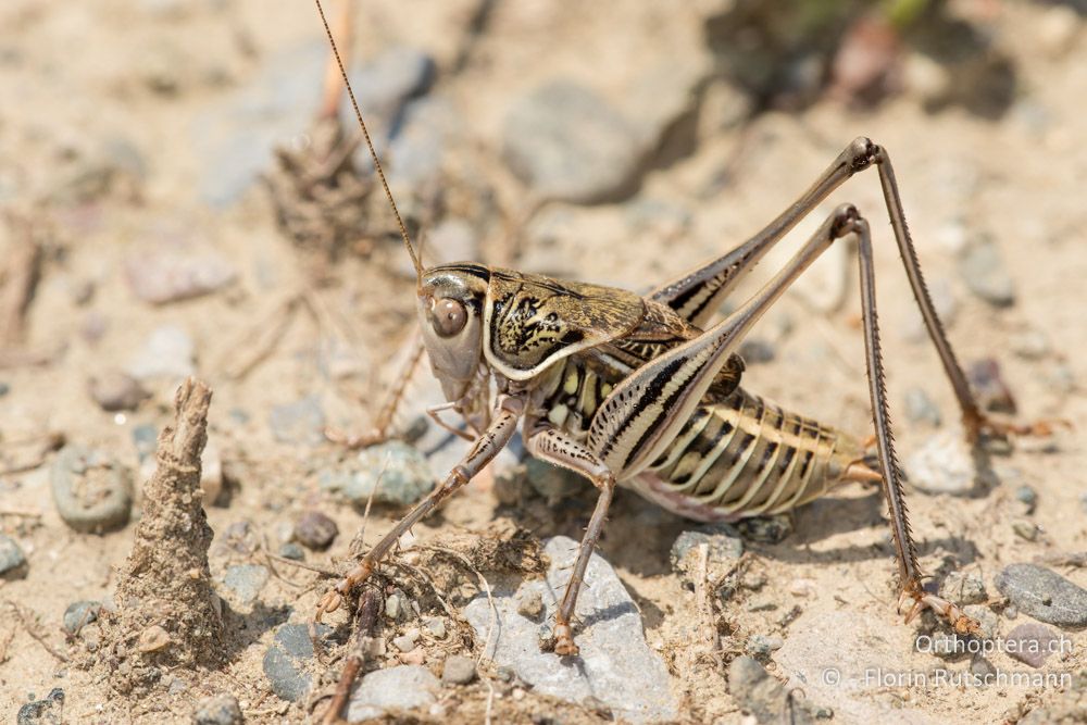 Gampsocleis abbreviata ♂ - GR, Mittelgriechenland, Molos, 13.06.2015